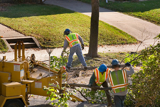 Best Seasonal Cleanup  in Williamson, WV